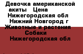 Девочка американской акиты › Цена ­ 70 000 - Нижегородская обл., Нижний Новгород г. Животные и растения » Собаки   . Нижегородская обл.